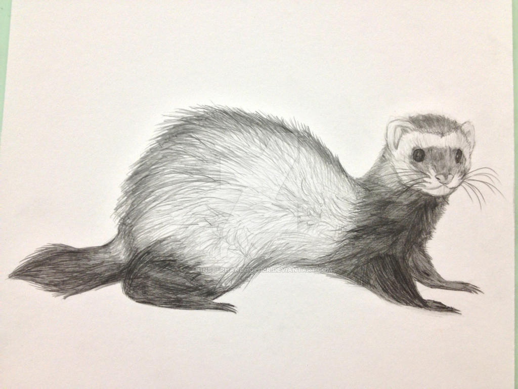 Ferret Pencil sketch