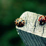 Ladybugs?