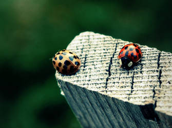 Ladybugs?