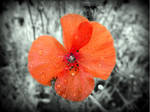 Coquelicot by photomik-art