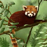 Red Panda