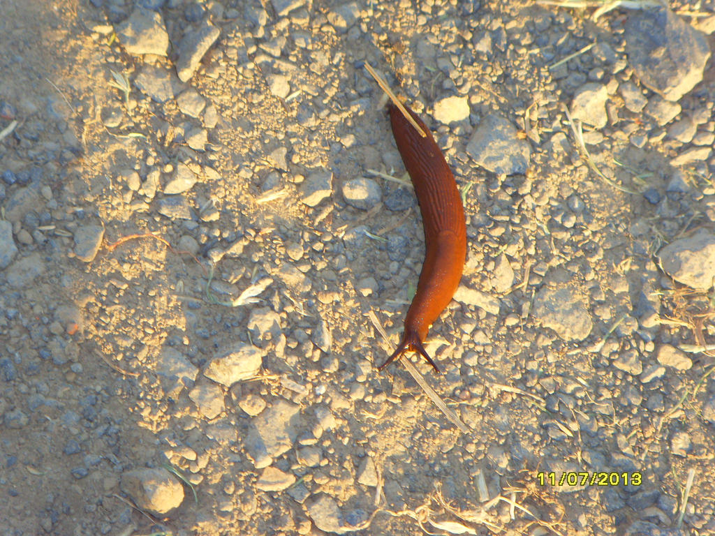 A German Slug without its shell