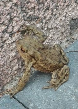 A frog or a toad at the school grounds