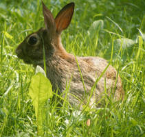 Wild Bunny -2