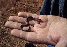 A Snake In The Hand...