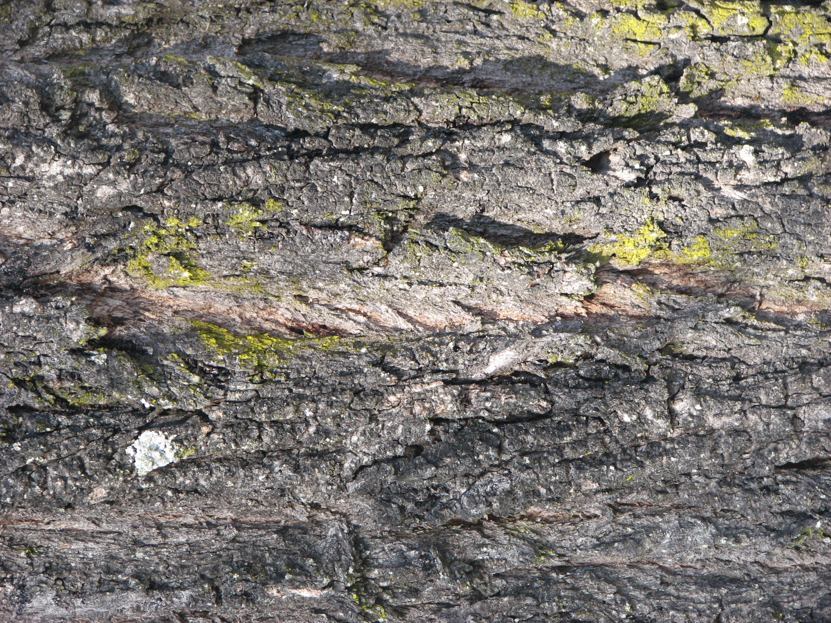 Bark Texture