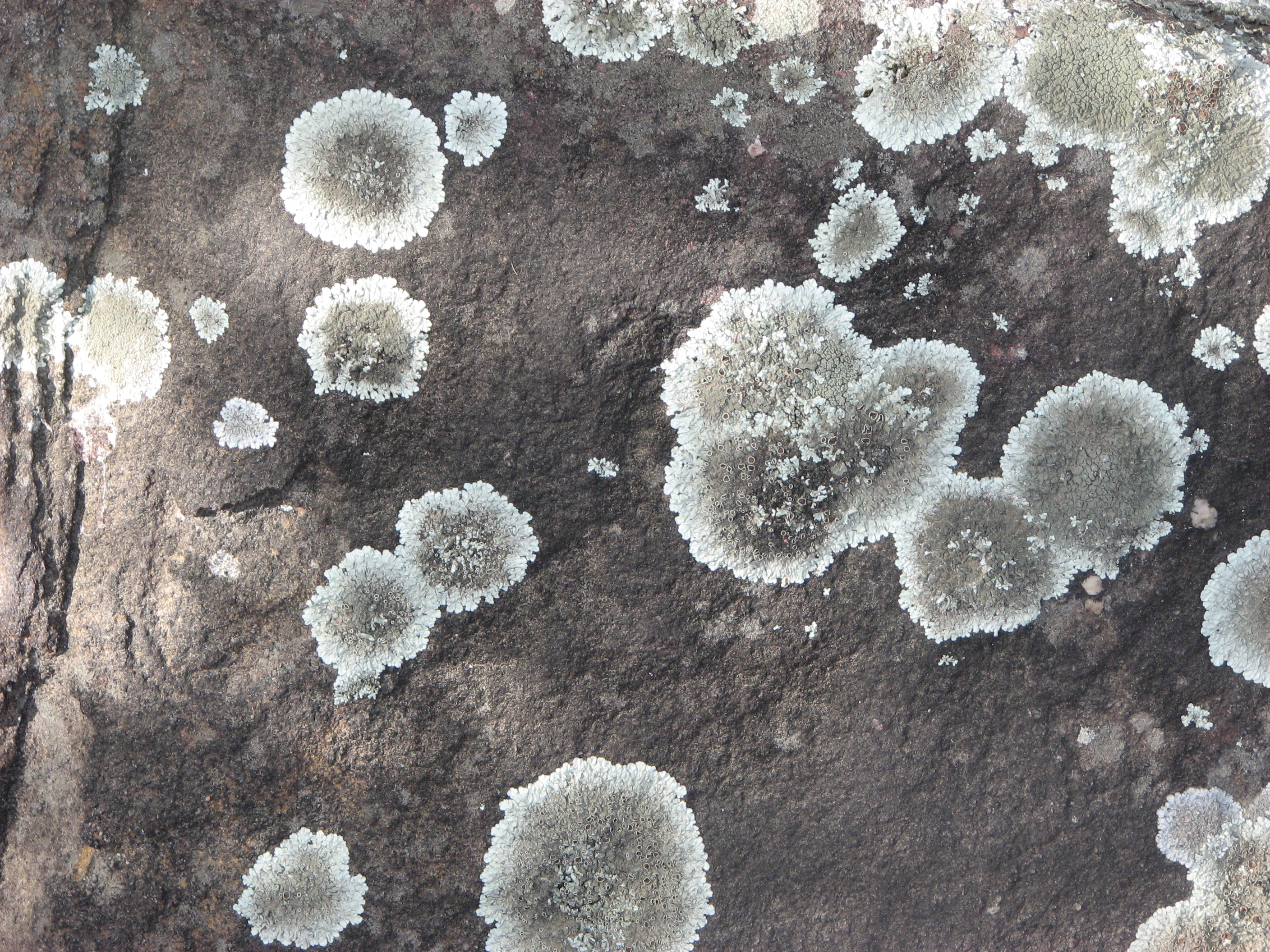 Lichen Spots 1