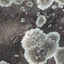Lichen Spots 3