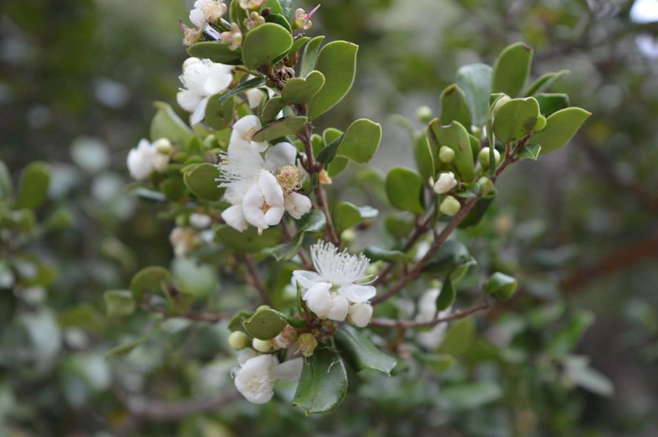 Flores de arrayan by Mononabonita on DeviantArt