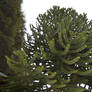 Araucaria araucana