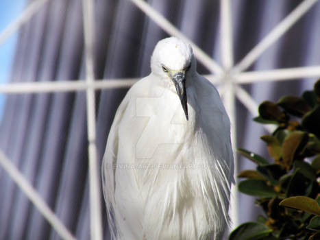 Lonely Bird