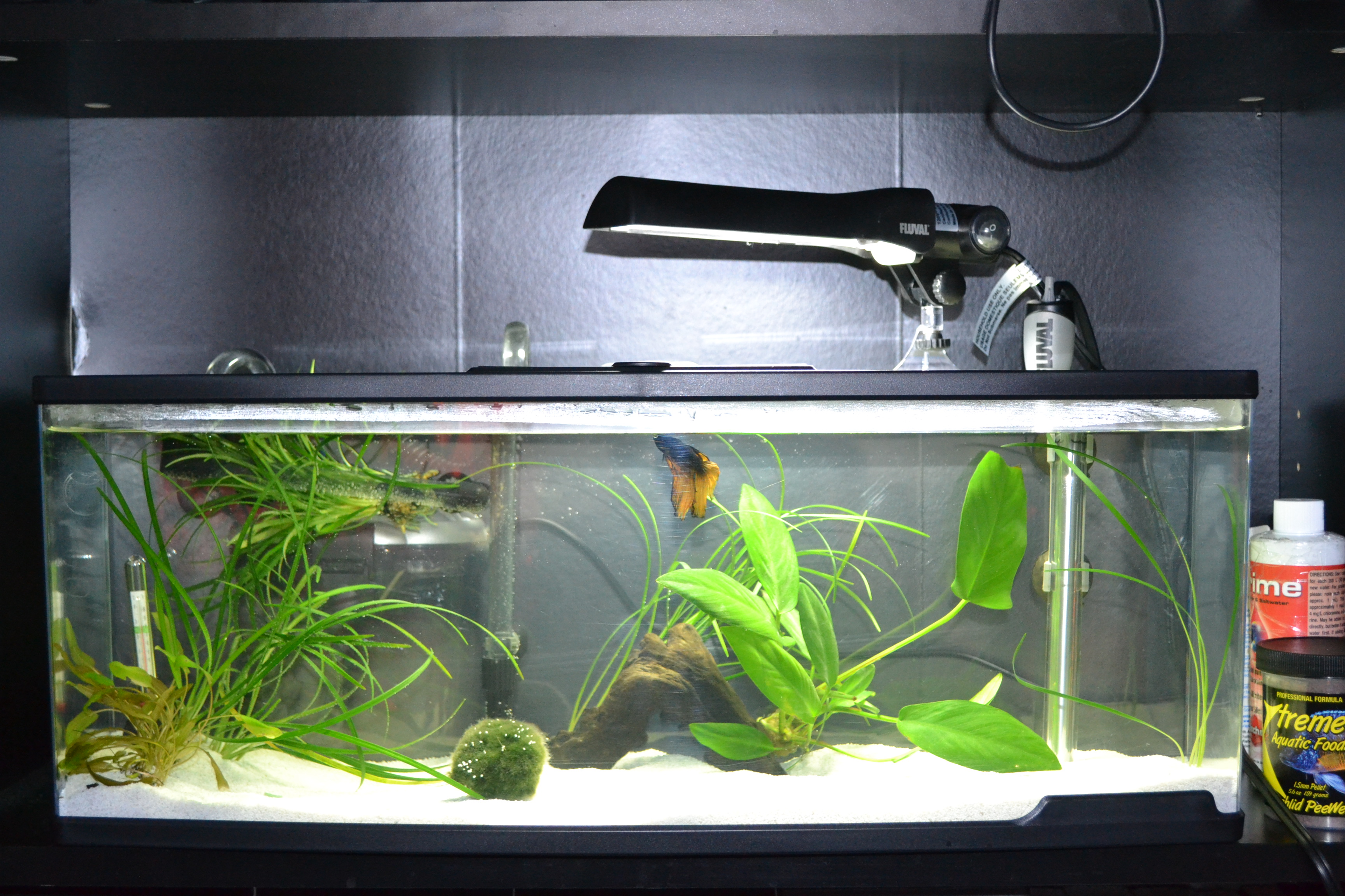 Ideal Betta Setup