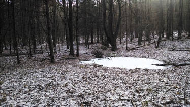 Snowy Forest