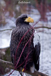 sea eagle