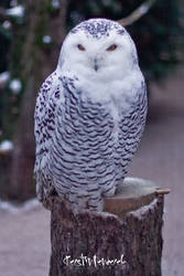 snowy owl