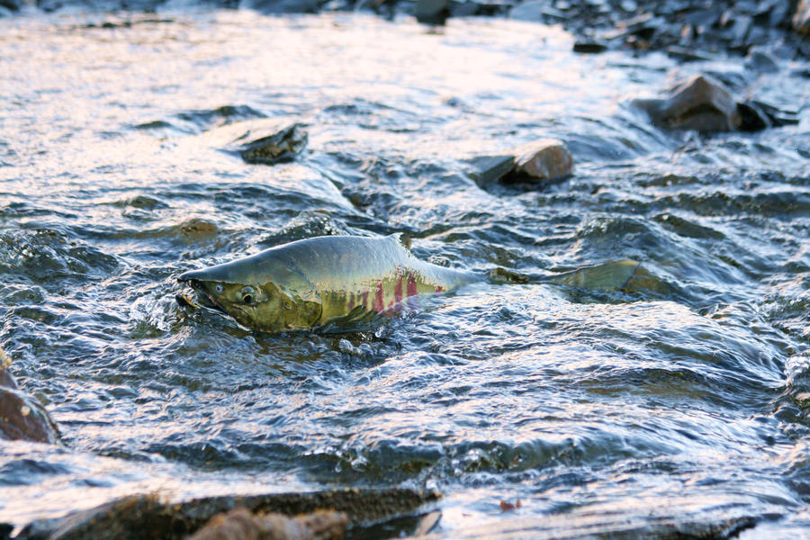 Salmon Spawning 3