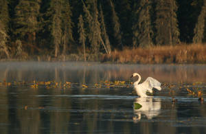 Swan 3