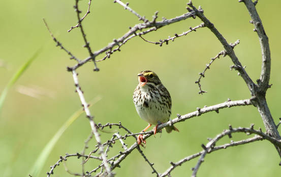 Savannah Sparrow