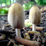 Little mushrooms