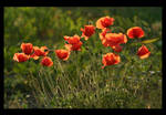 Poppies In The Sun by wdhooghe