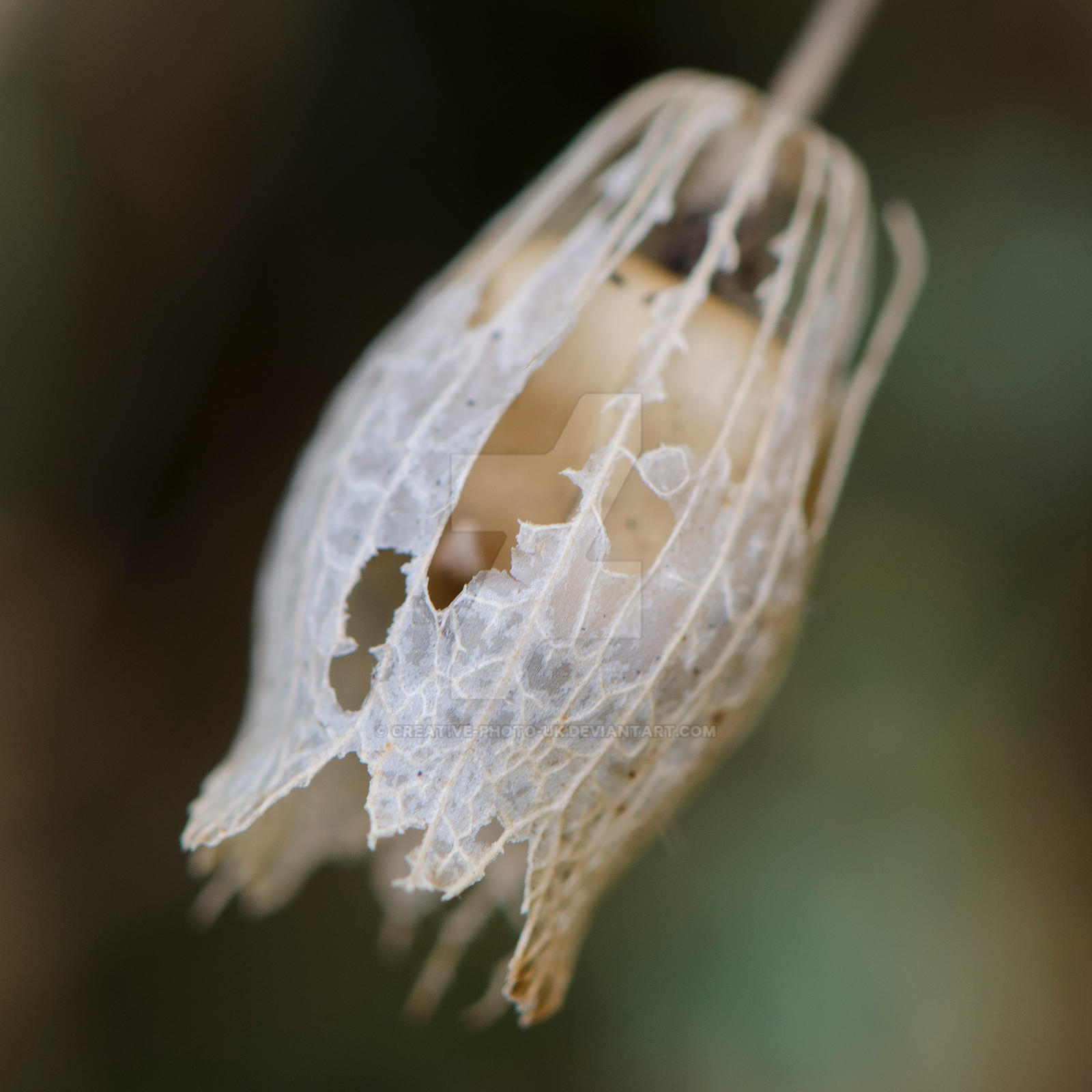 Autumn Head