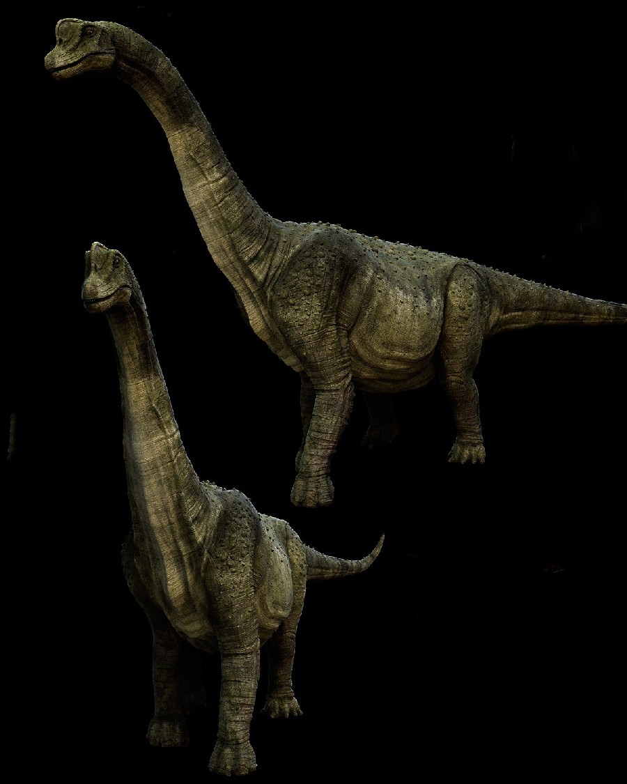 Paluxysaurus