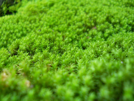 Mossy plains