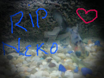 RIP Neko, I miss you