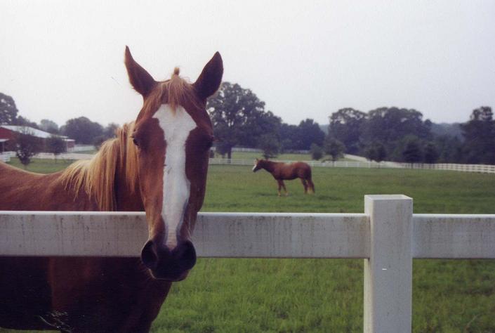 Horses