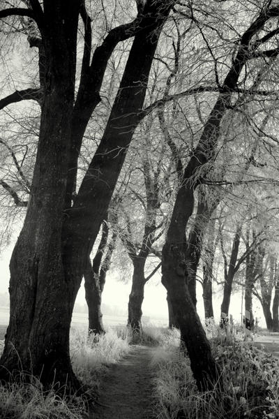 Snowy Alley