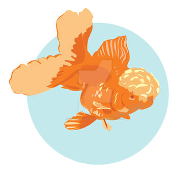 Oranda Vector