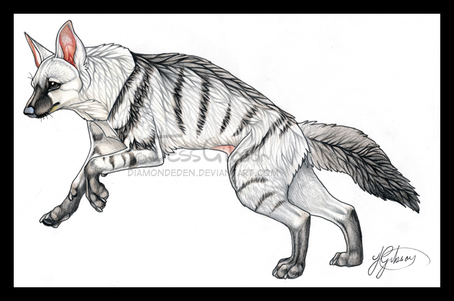 An Aardwolf.