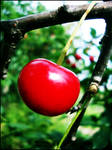 cherry by cata-angel