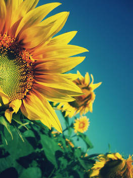 i love sunflower