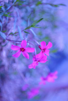 Pretty flowers