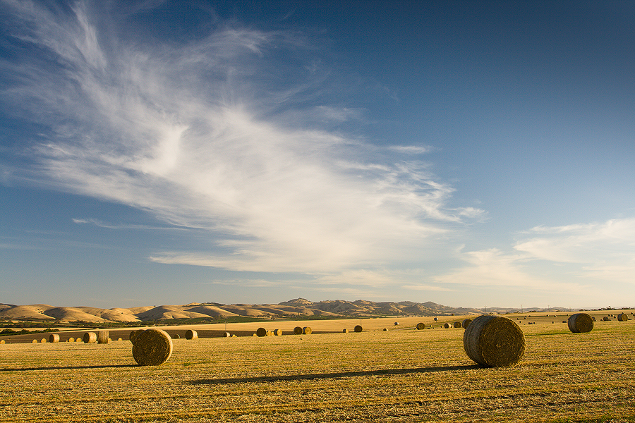 Tanunda Hay