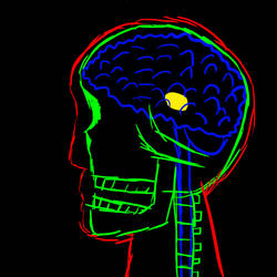 head anatomy