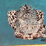 Blue Leopard