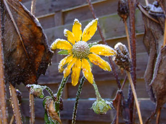 Icy Flower