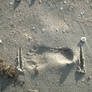 footprints