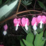 Bleeding hearts