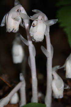 Indian Pipe Plant