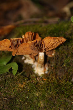 More Mushies