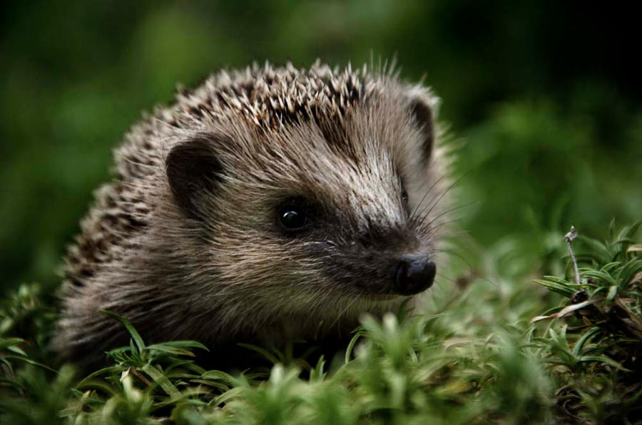 Smiling Hedgehog