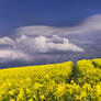 Yellow Field