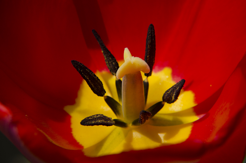 Tulip