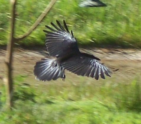 Flying Rook by chrisgotjar on DeviantArt