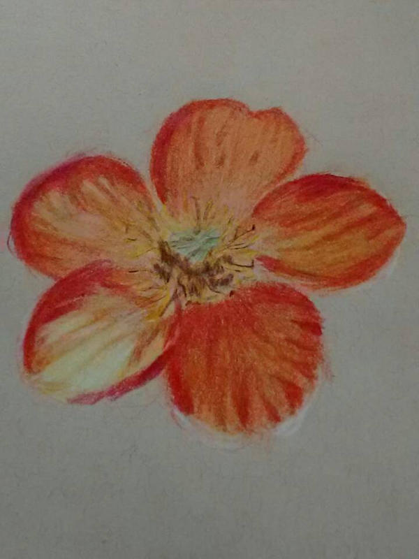 A flower