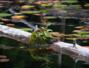 Frog at home