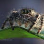 Jumping Spider